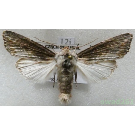 Egira conspicillaris (Linnaeus, 1758) Czech12i